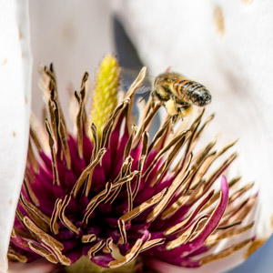 Bee Macro - magenta